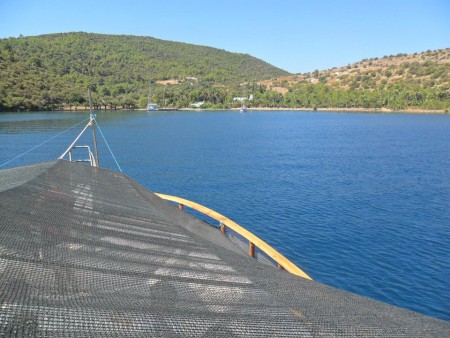 HATTAT KOYUNA GİRİŞ